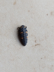 Coccinella septempunctata