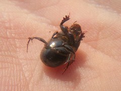 Onthophagus taurus