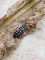 Coccinella septempunctata