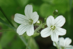 Cerastium pauciflorum