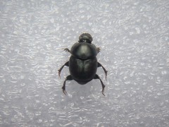 Onthophagus taurus