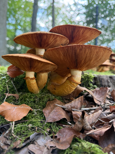 Spectacular Rustgill