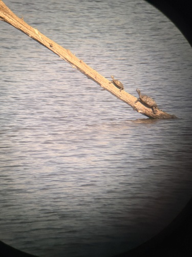 Pond Slider