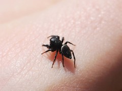 Heliophanus lineiventris