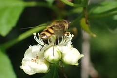 Syrphus ribesii