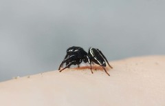 Heliophanus lineiventris