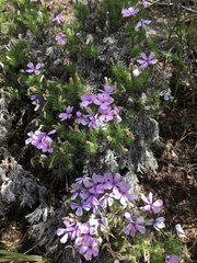 Phlox hoodii canescens