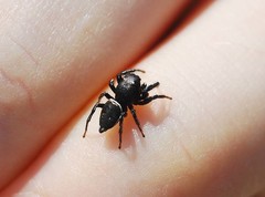 Heliophanus lineiventris