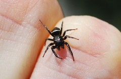 Heliophanus lineiventris