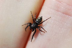 Heliophanus lineiventris