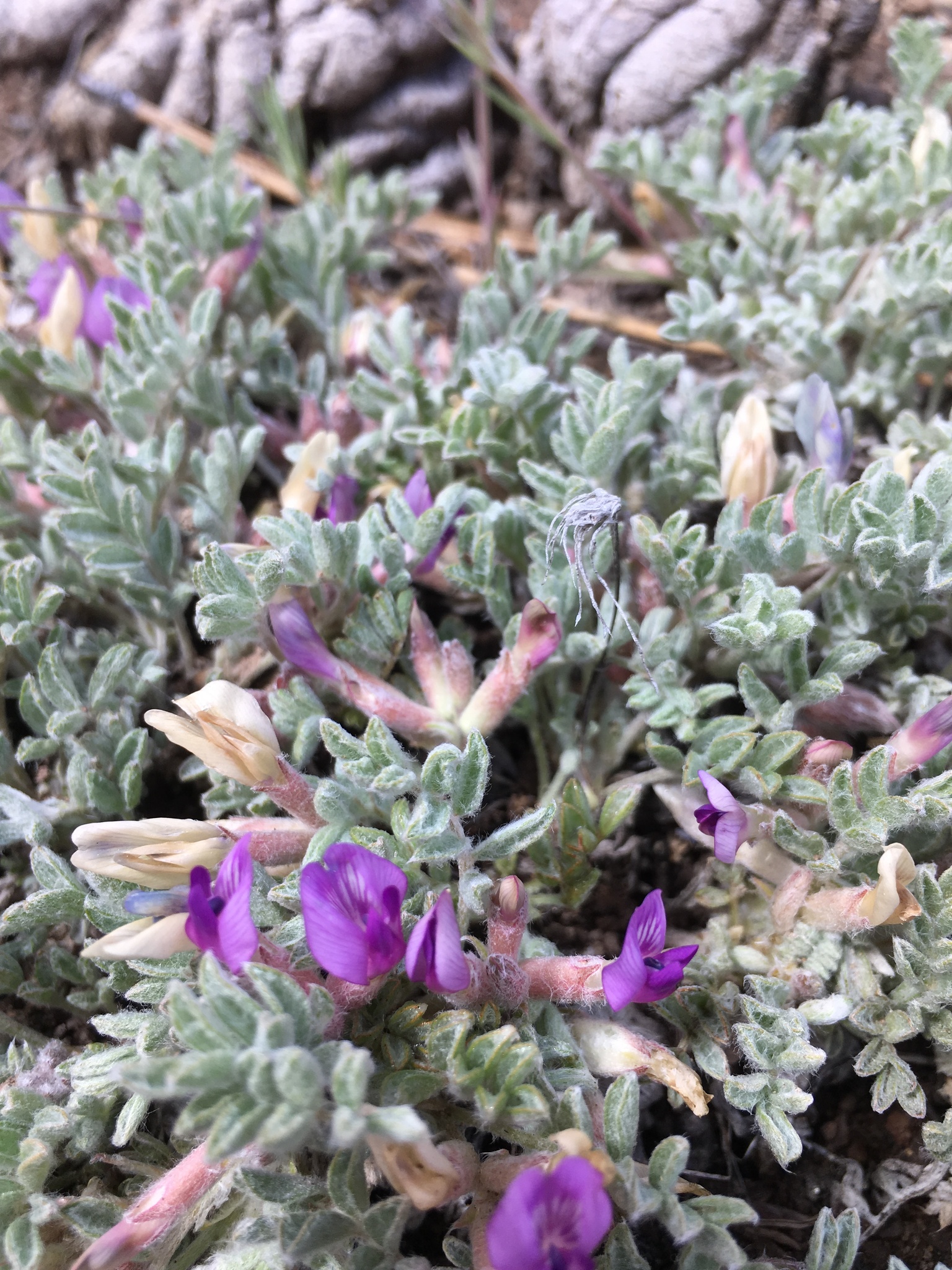 Astragalus purshii var. lagopinus