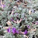 Astragalus purshii lagopinus - Photo (c) emackinnon, algunos derechos reservados (CC BY-NC)