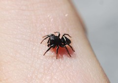 Heliophanus lineiventris