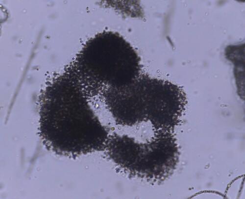 Microcystis aeruginosa observed 2026-09-29