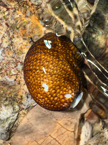 Nereina punctulata observed 2026-09-26