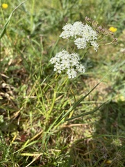 Conopodium majus