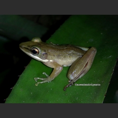 Chalcorana chalconota