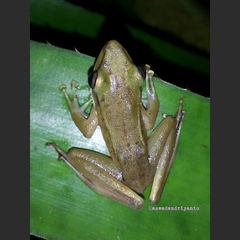 Chalcorana chalconota