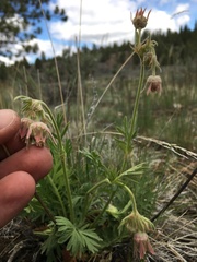 Geum triflorum ciliatum