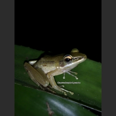 Chalcorana chalconota