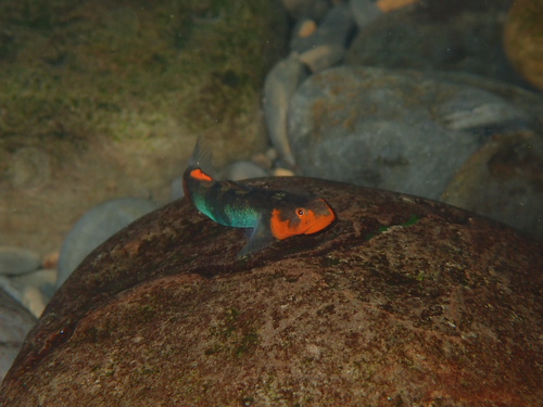 Lentipes observed 2026-09-18