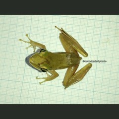 Chalcorana chalconota