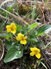 Viola praemorsa linguifolia