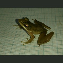 Chalcorana chalconota