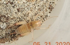 Macrobaenetes valgum