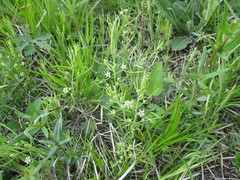 Thesium refractum