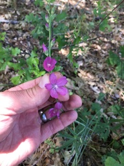 Sidalcea asprella asprella