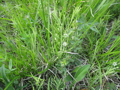 Thesium refractum