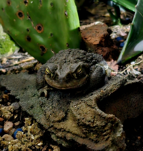 Argentine Toad