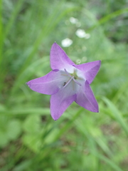 Campanula stevenii