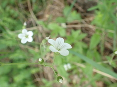 Cerastium pauciflorum