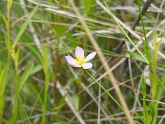 Sabatia campanulata