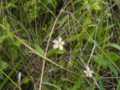 Sabatia campanulata