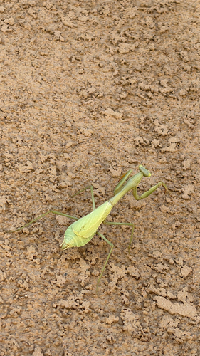 Arizona Mantis