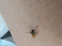 Labidostomis