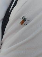 Labidostomis