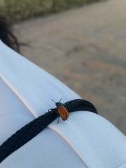 Labidostomis