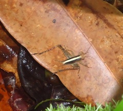 Eneoptera