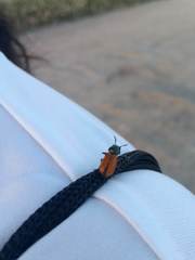 Labidostomis