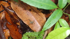 Eneoptera