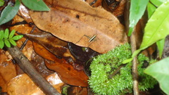 Eneoptera