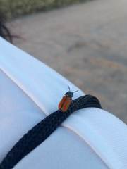 Labidostomis