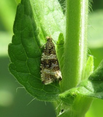 Syricoris lacunana