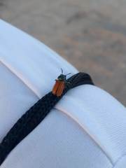 Labidostomis