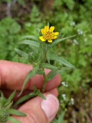 Layia hieracioides