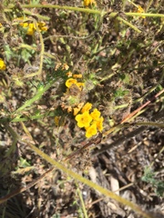 Amsinckia spectabilis